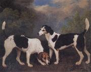 A Couple of Foxhounds